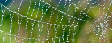 6 degrees spider web