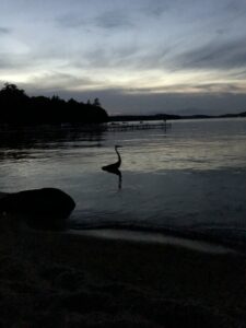 The great blue heron is a regular evening visitor in our cove.